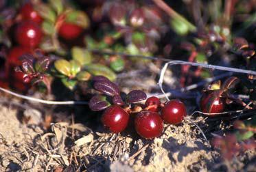 Иллюстрация к книге — Мохнатый бог [i_043.jpg]