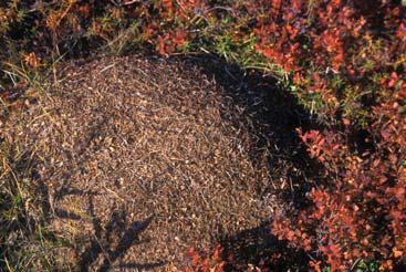 Иллюстрация к книге — Мохнатый бог [i_047.jpg]