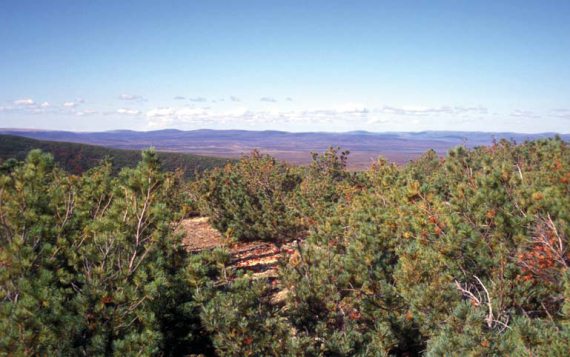 Иллюстрация к книге — Мохнатый бог [i_048.jpg]