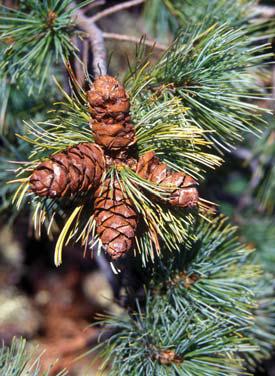 Иллюстрация к книге — Мохнатый бог [i_049.jpg]