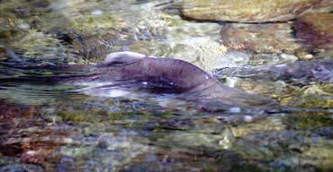 Иллюстрация к книге — Мохнатый бог [i_050.jpg]