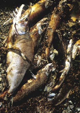 Иллюстрация к книге — Мохнатый бог [i_051.jpg]