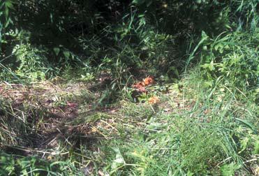 Иллюстрация к книге — Мохнатый бог [i_053.jpg]