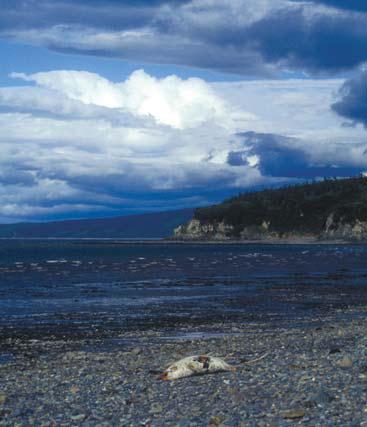 Иллюстрация к книге — Мохнатый бог [i_056.jpg]