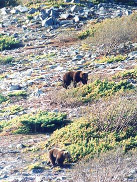 Иллюстрация к книге — Мохнатый бог [i_059.jpg]