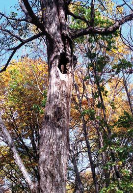 Иллюстрация к книге — Мохнатый бог [i_067.jpg]