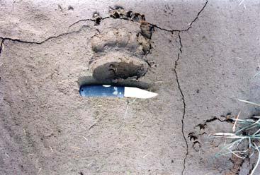 Иллюстрация к книге — Мохнатый бог [i_071.jpg]