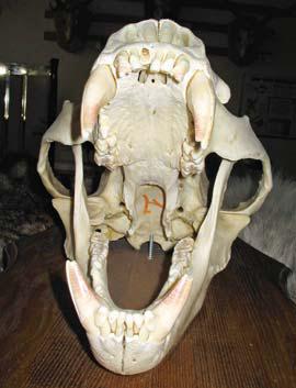 Иллюстрация к книге — Мохнатый бог [i_074.jpg]