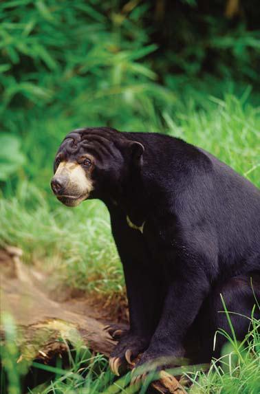 Иллюстрация к книге — Мохнатый бог [i_088.jpg]