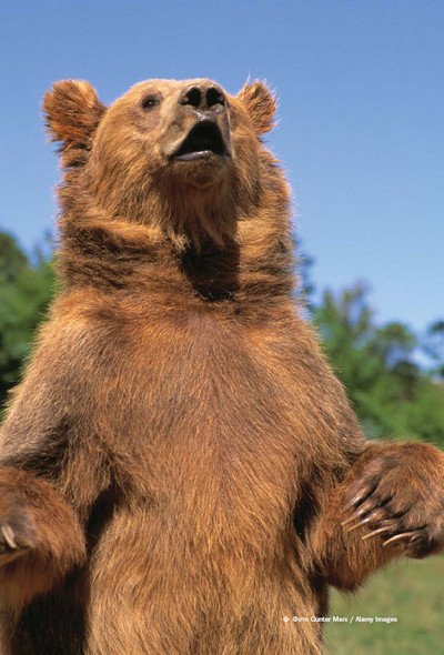 Иллюстрация к книге — Мохнатый бог [i_136.jpg]