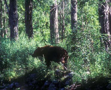 Иллюстрация к книге — Мохнатый бог [i_156.jpg]