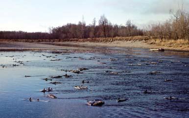 Иллюстрация к книге — Мохнатый бог [i_158.jpg]