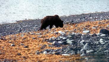 Иллюстрация к книге — Мохнатый бог [i_161.jpg]