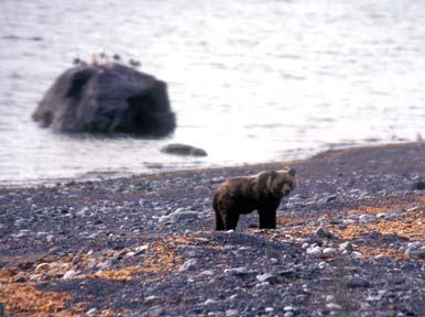 Иллюстрация к книге — Мохнатый бог [i_162.jpg]
