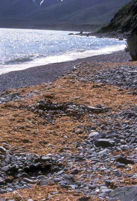 Иллюстрация к книге — Мохнатый бог [i_163.jpg]