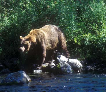 Иллюстрация к книге — Мохнатый бог [i_227.jpg]