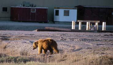 Иллюстрация к книге — Мохнатый бог [i_233.jpg]