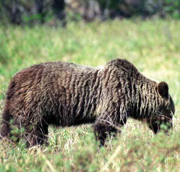 Иллюстрация к книге — Мохнатый бог [i_240.jpg]