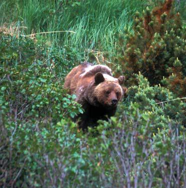 Иллюстрация к книге — Мохнатый бог [i_242.jpg]