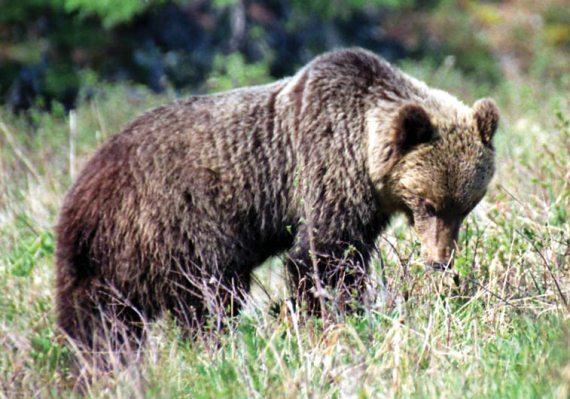 Иллюстрация к книге — Мохнатый бог [i_246.jpg]