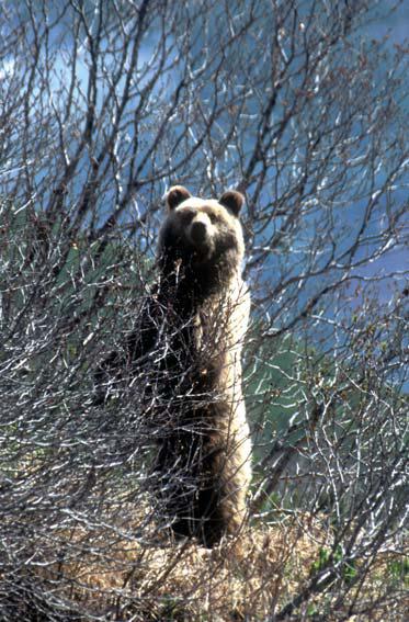 Иллюстрация к книге — Мохнатый бог [i_249.jpg]