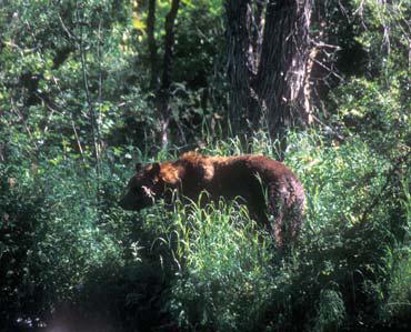 Иллюстрация к книге — Мохнатый бог [i_258.jpg]