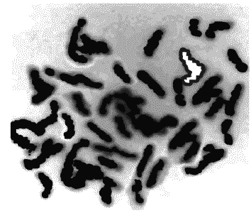 Иллюстрация к книге — Ночная охота [_070.png]