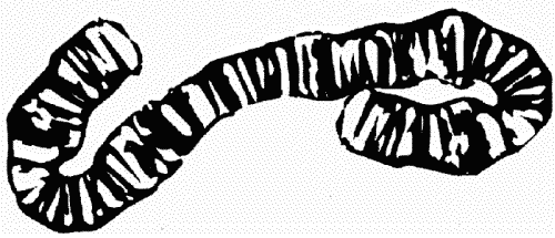 Иллюстрация к книге — Ночная охота [_0722.png]