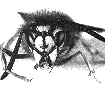 Иллюстрация к книге — Инстинкт [i_003.png]