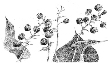 Иллюстрация к книге — Камень во плоти [i_009.jpg]