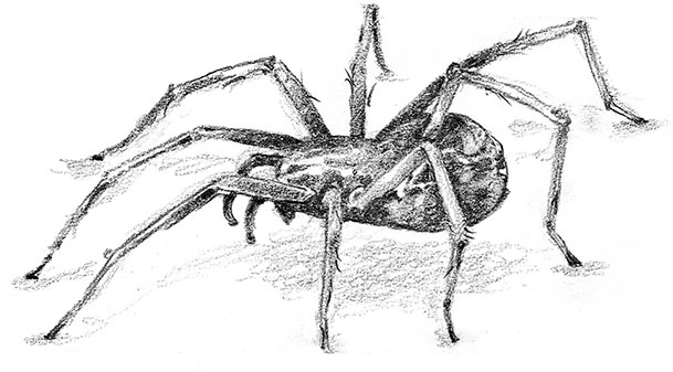 Иллюстрация к книге — Живые тени [i_016.jpg]