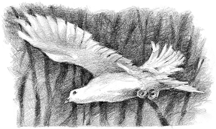 Иллюстрация к книге — Живые тени [i_043.jpg]