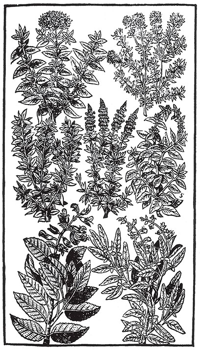 Иллюстрация к книге — Пир Джона Сатурналла [i_004.jpg]