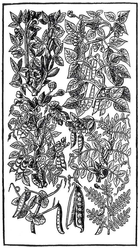 Иллюстрация к книге — Пир Джона Сатурналла [i_008.jpg]