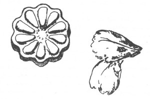 Иллюстрация к книге — Библиотека географа [pic256.jpg]