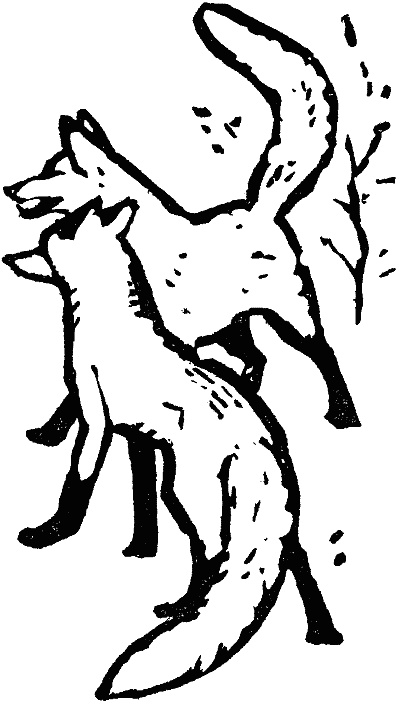 Иллюстрация к книге — В долинах Рингваака [= Рыжий Лис ] [i_005.jpg]