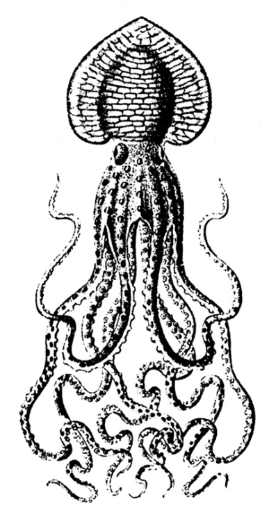 Иллюстрация к книге — Город святых и безумцев [i_016.jpg]