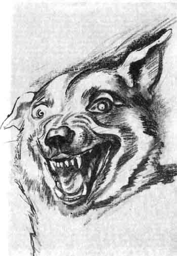 Иллюстрация к книге — Каратели [doc2fb_image_02000007.jpg]