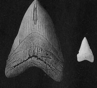 Иллюстрация к книге — Запретная археология [image07.jpg]