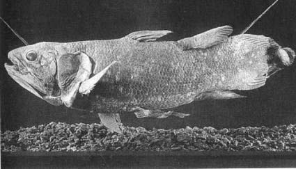 Иллюстрация к книге — Запретная археология [image08.jpg]