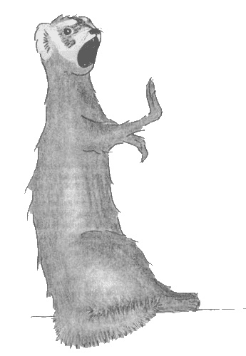 Иллюстрация к книге — Хорек-писатель в поисках музы [pic10.jpg]