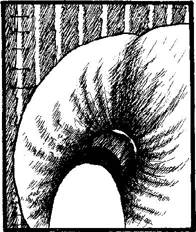 Иллюстрация к книге — Тропик Рака [i_003.jpg]