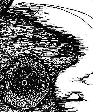 Иллюстрация к книге — Тропик Рака [i_006.jpg]