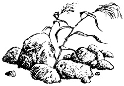 Иллюстрация к книге — Последний дракон [i_011.jpg]