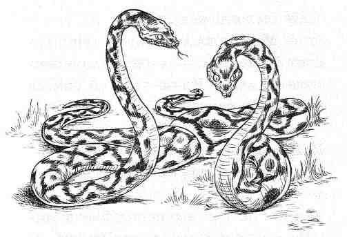 Иллюстрация к книге — Вильям и волки [i_020.jpg]