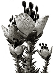 Иллюстрация к книге — Аватар Джеймса Кэмерона. В поисках На&#039;ви [i_009.jpg]