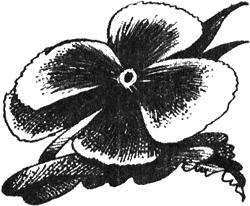 Иллюстрация к книге — Избранница [i_031.jpg]