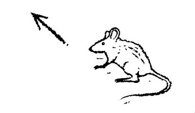 Иллюстрация к книге — Пташка Мэй среди звезд [pic2.jpg]