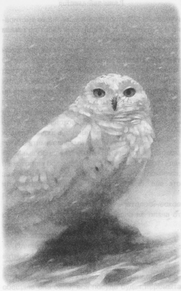 Иллюстрация к книге — Волшебник Подземного города [pic13.jpg]