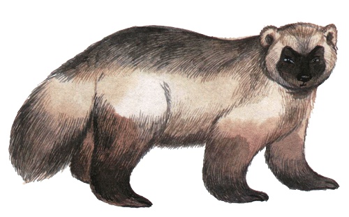 Иллюстрация к книге — Лето разноцветно-косолапое [i_011.jpg]